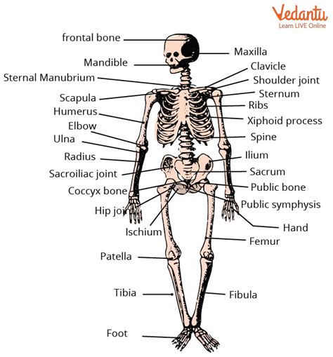 Bones Names: Learn Definition, Properties and Facts