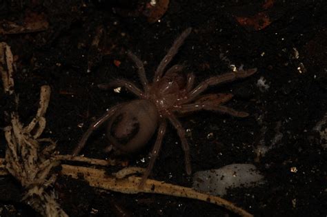 Aphonopelma Chalcodes Tarantula Sling Angle View From Rear Stock Photo ...