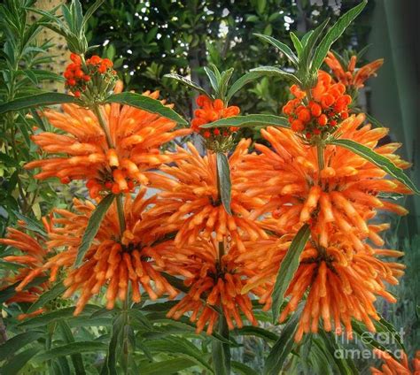 Lion's tail plant - Leonotis leonurus. Orange beauty by Sofia Metal Queen in 2021 | Plants ...