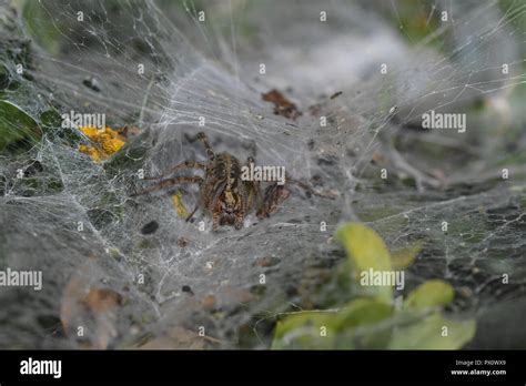 Grass funnel-weaver in her spider web Stock Photo - Alamy