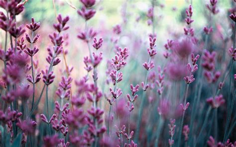 Lavender Wallpaper - Wallpaper, High Definition, High Quality, Widescreen