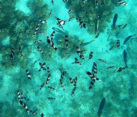 Snorkeling Fiji | A Guide to the Best Spots | Snorkeling Report