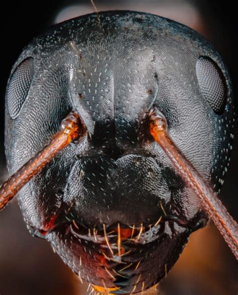 Extremely detailed image of an ant's face goes viral fueling nightmares globally