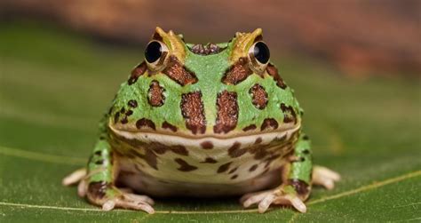 The Argentine Horned Frog | Critter Science