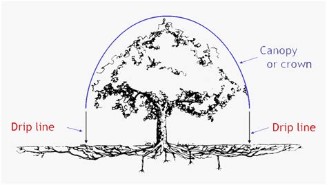 Oak Tree Root System, HD Png Download , Transparent Png Image - PNGitem