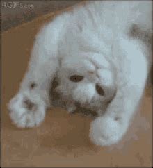 Cat High Five GIFs | Tenor