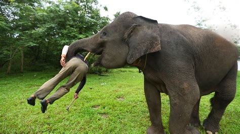 Heartwarming Moment Wild Elephant Recognises The Vet Who Treated Him 12 Years Ago - YouTube