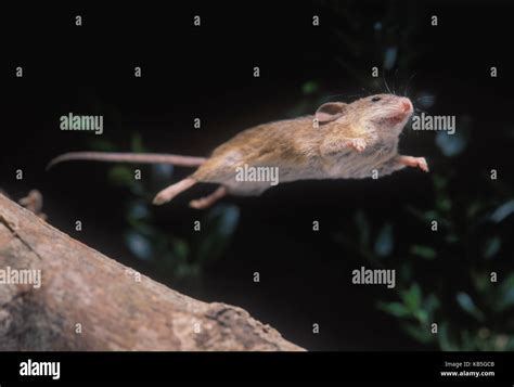 Jumping Mouse High Resolution Stock Photography and Images - Alamy