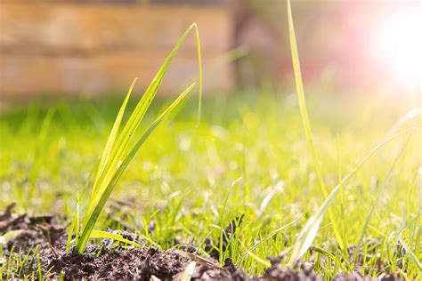 Close Up View Of The Grass In A Garden Shot From Ground Level #2 Photograph by Fizzy Image ...