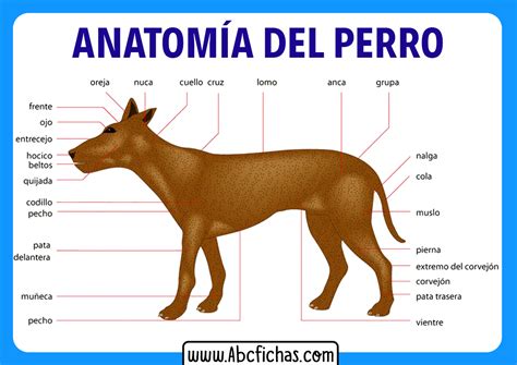 Partes Del Cuerpo En Animales Mind Map | Images and Photos finder