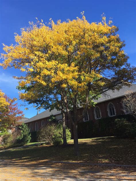 Honeylocust 'Shademaster' - fall color | Gleditsia triacanthos