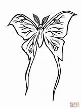 Luna Moth coloring page  Free Printable Coloring Pages sketch template