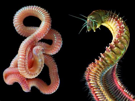 Simply Creative: Beautiful Marine Worms Photographs of Alexander Semenov