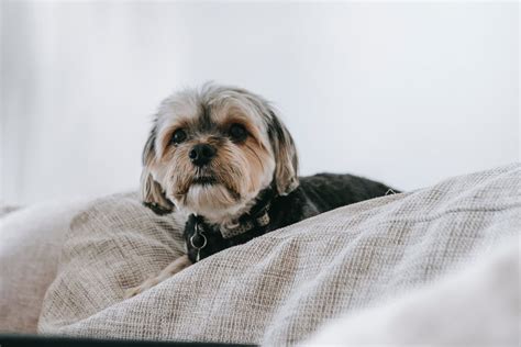 8 Signs That Your Shih Tzu Is Not Well - Shih Tzu Buzz