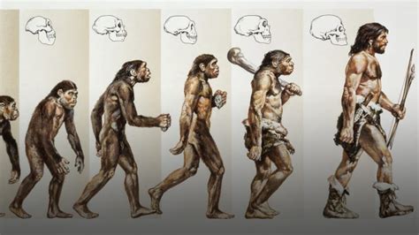 Clipart Evolution Of Man Timeline