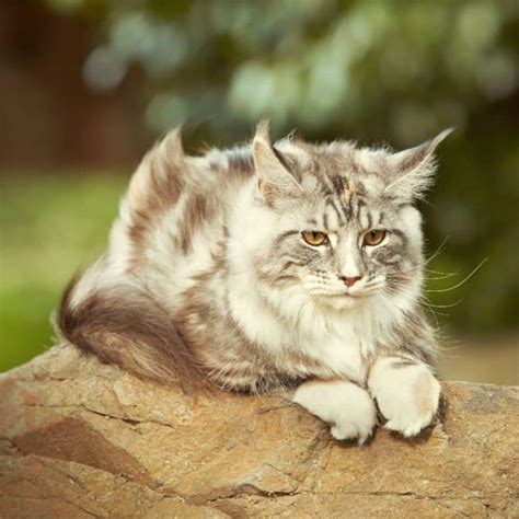 What Are the Best Maine Coon Grooming Tools? - MaineCoon.org