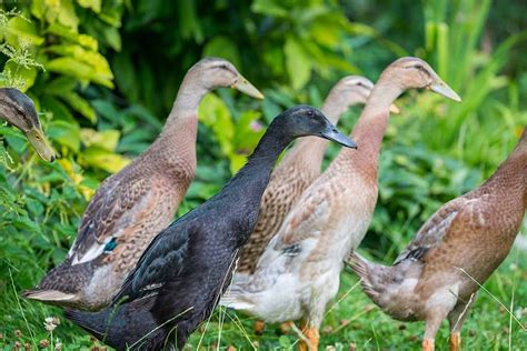 White Indian Runner Ducks