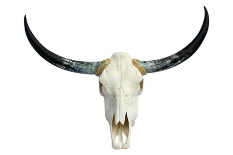 Texas Longhorn Skull | Longhorn skull, Longhorn, Decorative objects