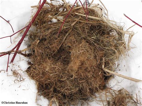 Red squirrel nest photo - Fletcher Wildlife Garden photos at pbase.com