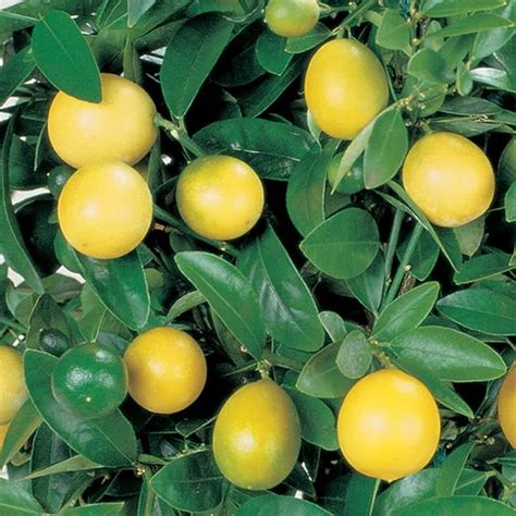 Buy Lemon Tree - Lemon Tree Fruit Bush Citrus Plants Dwarf Citrus x ...