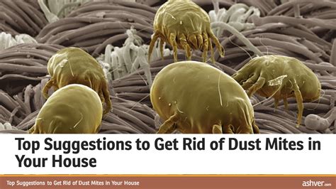 What Can Kill Dust Mites Naturally at Charlotte Norris blog