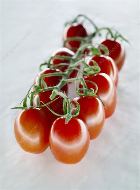 Tomatoes on the vine - Stock Image - H110/4846 - Science Photo Library