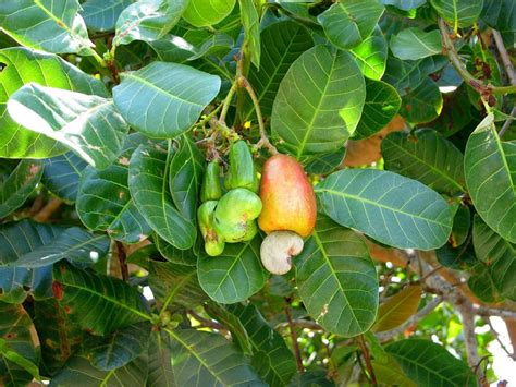 Proven Health Benefits Of Cashew Leaves, Barks - Philippine Trending News