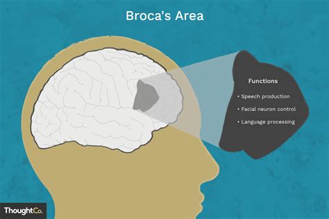 Broca's Area in the Cerebral Cortex