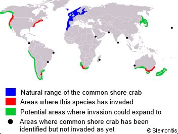 Common Shore Crab | Britishseafishing.co.uk