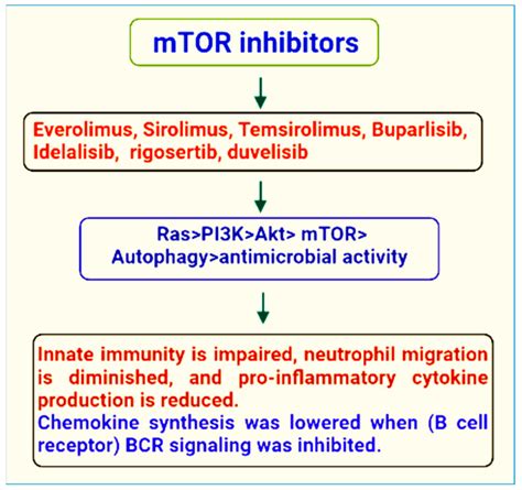 IJMS | Free Full-Text | mTOR as a Potential Target for the Treatment of Microbial Infections ...