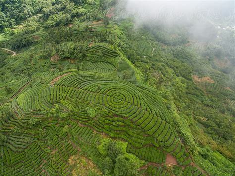 "Aerial View Of Tea Plantation In SIchuan China" by Stocksy Contributor "Bo Bo" - Stocksy