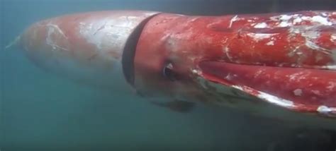 Giant squid swims in a marina in Japan video - Strange Sounds