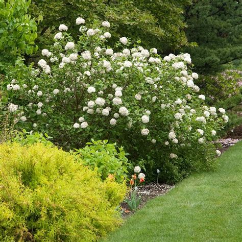 Viburnum carlesii | White Flower Farm