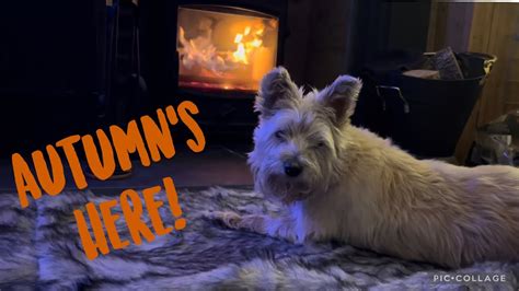 Scottish and Cairn Terrier | Autumn is here 🍁🍁 - YouTube