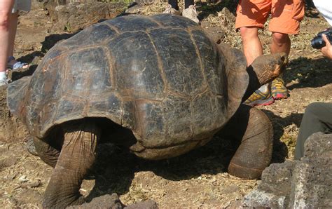 Giant Tortoise Free Stock Photo - Public Domain Pictures