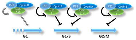 Function of p21 and its therapeutic effects in esophageal cancer (Review)