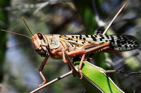 ‘This is huge’: Locust swarms in Africa are worst in decades | PBS News ...