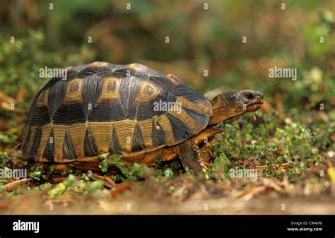 Bowsprit Tortoise (Chersina angulata), endangered species, Western Cape, South Africa, Africa ...