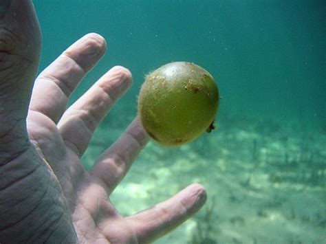 🔥 Valonia ventricosa, the world's largest single cell organism 🔥 : r ...