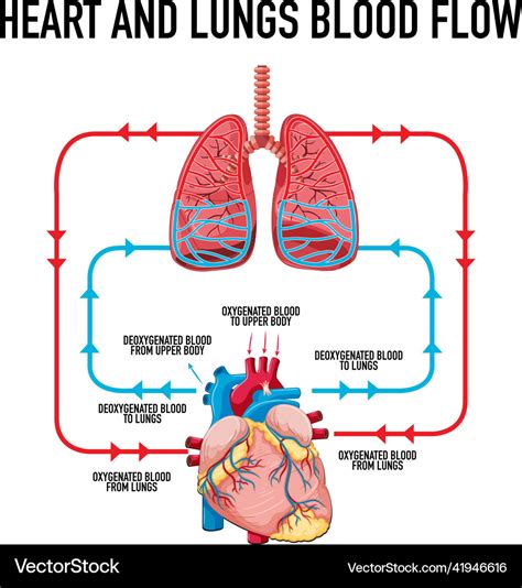 Diagram showing heart and lungs blood flow Vector Image