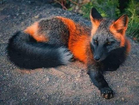 The Rare Beauty of Melanistic Foxes