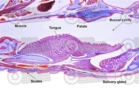 Lacerta sp. Lizard. Tongue. Longitudinal section. 50X - Lacerta sp ...