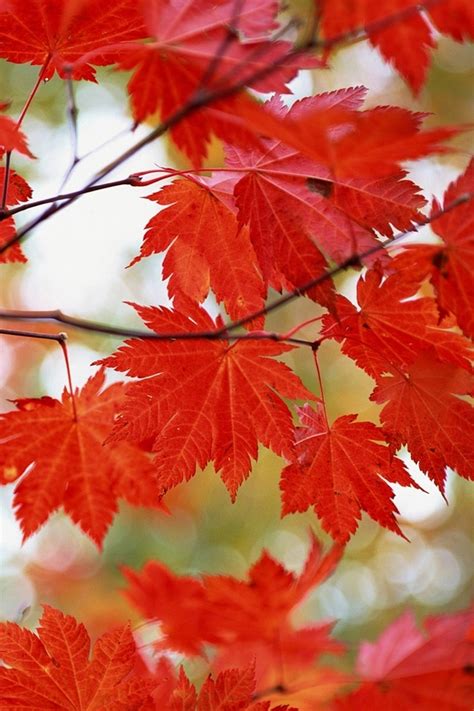 🔥 [67+] Autumn Phone Wallpapers | WallpaperSafari