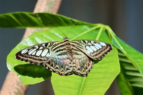 Hershey Gardens Butterfly Atrium | Downeast Thunder Farm