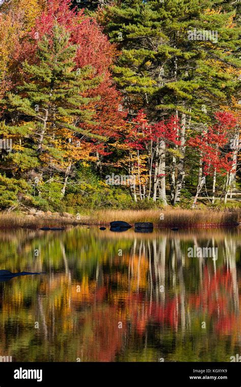 Fall foliage reflection, Acadia National Park, Maine Stock Photo - Alamy