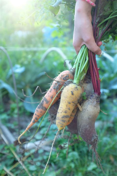 Growing Root Vegetables - Tips for Success - Roots and Refuge