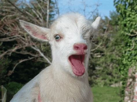 Goat Cabra GIF - Goat Cabra Meee - Descubrir y compartir GIFs