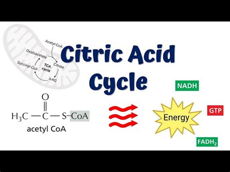 Krebs Cycle Animation