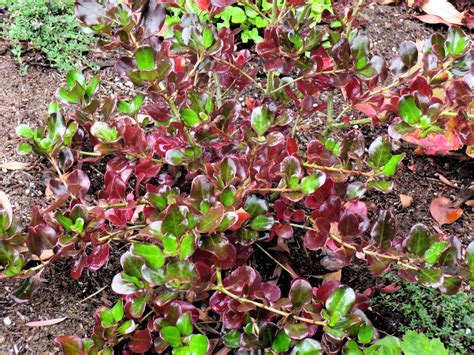 Late to the Garden Party: Favorite plant of the week: Coprosma repens 'Plum Hussey'