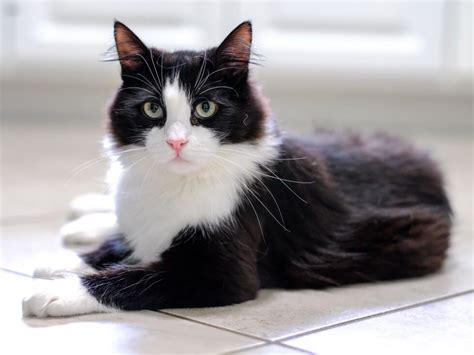 6 Pawsitively Fascinating Facts About Tuxedo Cat Breed